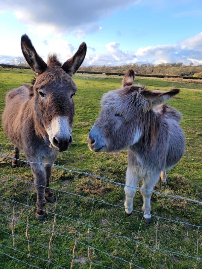 Hideaway Escapes: Farmhouse B&B with Animal Encounters in Pembrokeshire Narberth Exterior photo